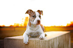 American Staffordshire Terrier Puppy