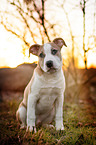 American Staffordshire Terrier Puppy