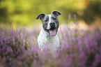 American Staffordshire Terrier
