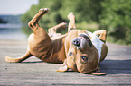 American Staffordshire Terrier