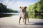 American Staffordshire Terrier