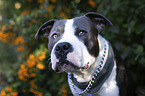American Staffordshire Terrier portrait