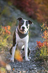 sitting American Staffordshire Terrier
