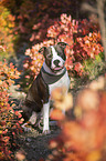 sitting American Staffordshire Terrier