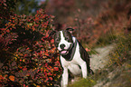 sitting American Staffordshire Terrier