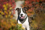 sitting American Staffordshire Terrier