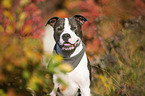 sitting American Staffordshire Terrier