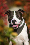 sitting American Staffordshire Terrier