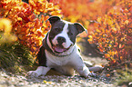 lying American Staffordshire Terrier