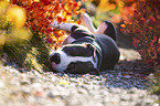 lying American Staffordshire Terrier