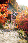 standing American Staffordshire Terrier