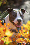American Staffordshire Terrier portrait