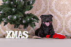 Staffordshire Bull Terrier