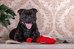 Staffordshire Bull Terrier
