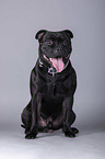 Staffordshire Bull Terrier