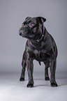Staffordshire Bull Terrier