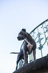 standing American Staffordshire Terrier
