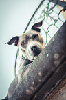 lying American Staffordshire Terrier