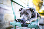lying American Staffordshire Terrier
