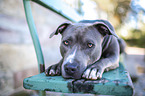 lying American Staffordshire Terrier