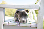 lying American Staffordshire Terrier