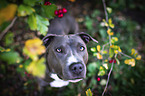 American Staffordshire Terrier portrait