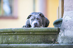 lying American Staffordshire Terrier