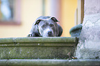 lying American Staffordshire Terrier