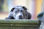 lying American Staffordshire Terrier