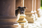 American Staffordshire Terrier portrait