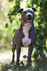 standing American Staffordshire Terrier