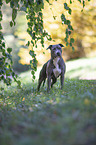 standing American Staffordshire Terrier