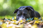 lying American Staffordshire Terrier