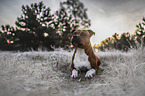 lying American Staffordshire Terrier