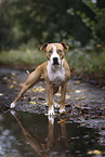 standing American Staffordshire Terrier