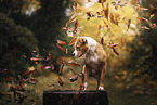 standing American Staffordshire Terrier