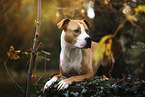 lying American Staffordshire Terrier