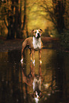 standing American Staffordshire Terrier