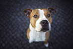 sitting American Staffordshire Terrier