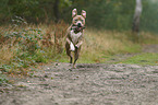 running American Staffordshire Terrier
