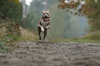 running American Staffordshire Terrier
