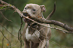 American Staffordshire Terrier Portrait