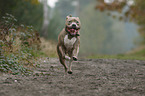 running American Staffordshire Terrier