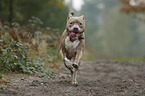 running American Staffordshire Terrier
