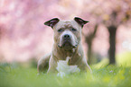 lying American Staffordshire Terrier