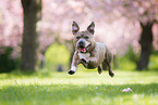 jumping American Staffordshire Terrier