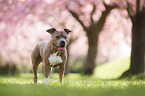 American Staffordshire Terrier
