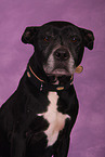 American Staffordshire Terrier Portrait