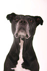 American Staffordshire Terrier Portrait