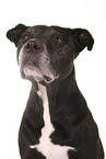 American Staffordshire Terrier Portrait
